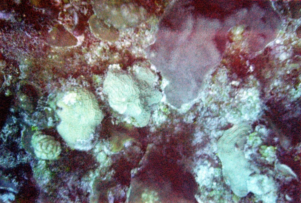FastFoto_0152_a.jpg