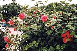 FastFoto_0057_a.jpg