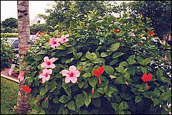 FastFoto_0058_a.jpg