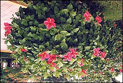 FastFoto_0059_a.jpg