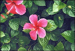 FastFoto_0061_a.jpg