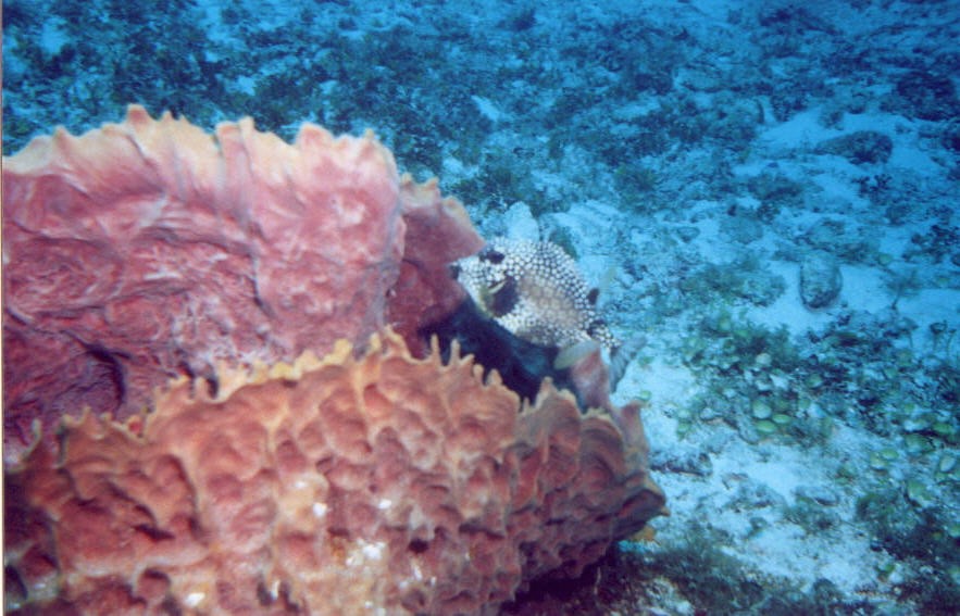02_Delilah_Reef-04.jpg