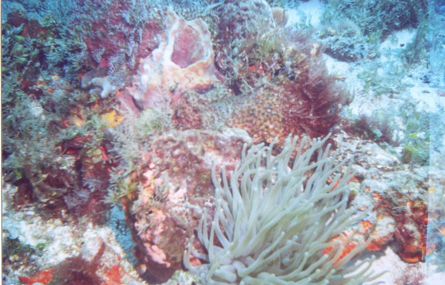 02_Delilah_Reef-06.jpg