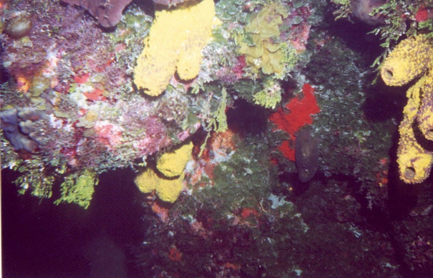 03_Georges_Reef-03.jpg