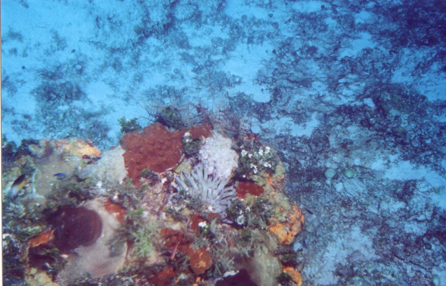 03_Georges_Reef-04.jpg