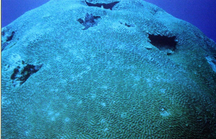 03_Georges_Reef-07.jpg