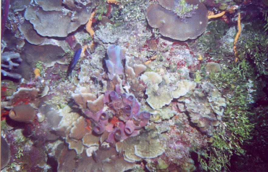 03_Georges_Reef-08.jpg