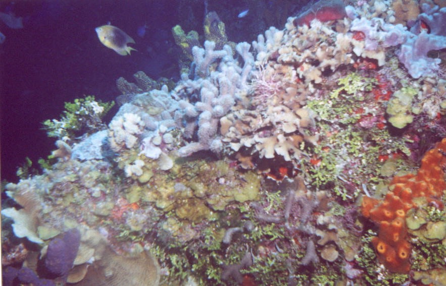 03_Georges_Reef-12.jpg