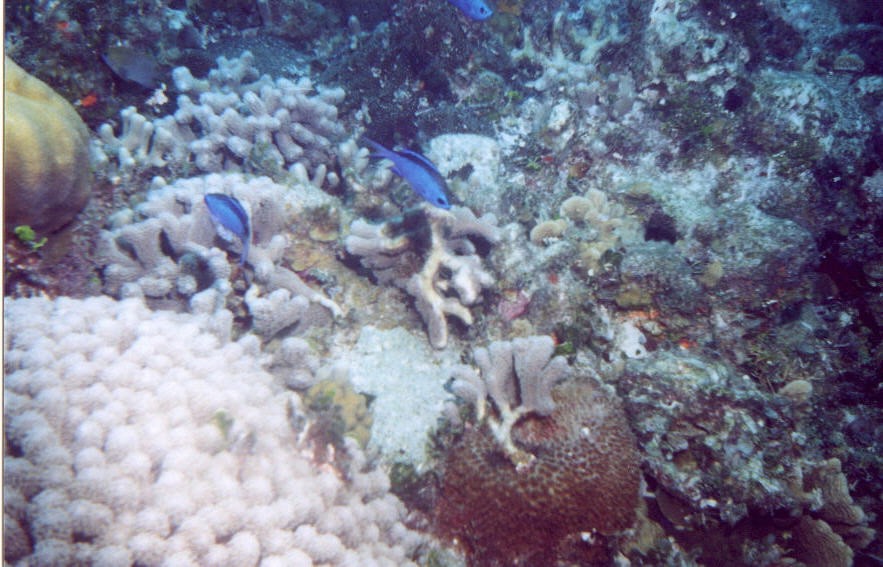 03_Georges_Reef-13.jpg