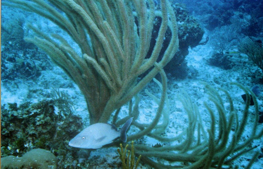 06_Chuckup_Reef-02.jpg