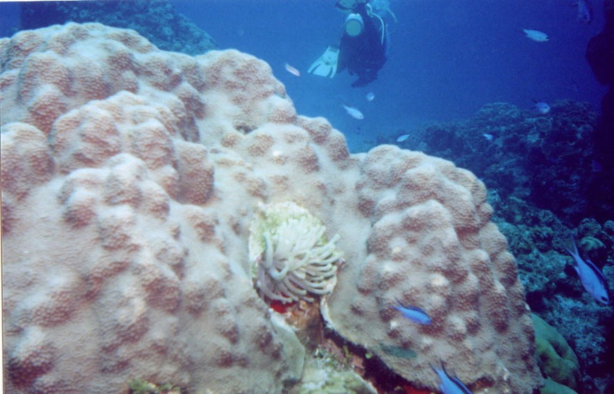 06_Chuckup_Reef-03.jpg