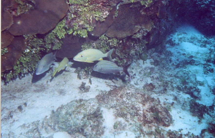 06_Chuckup_Reef-11.jpg