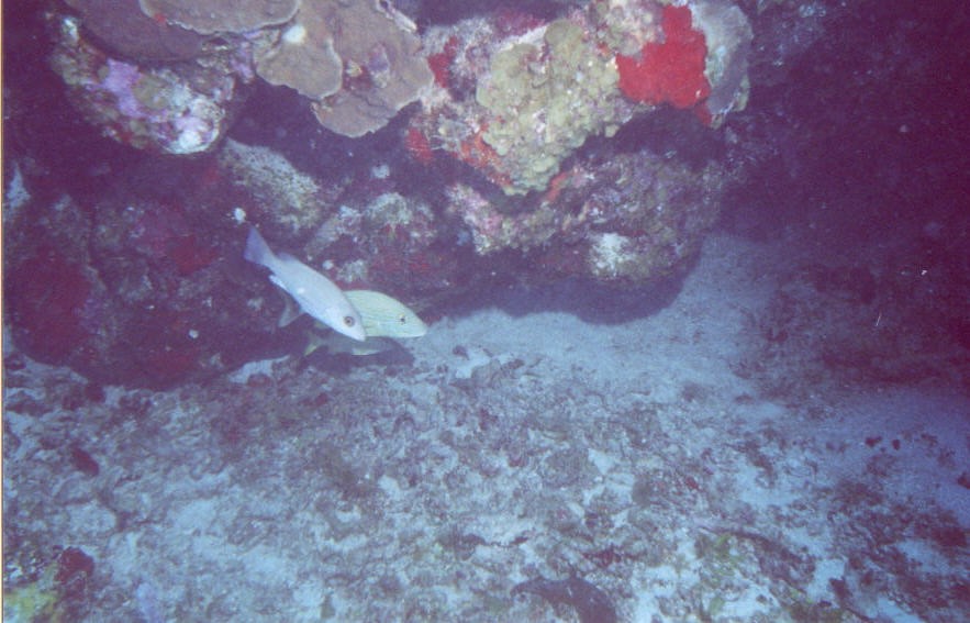 06_Chuckup_Reef-14.jpg
