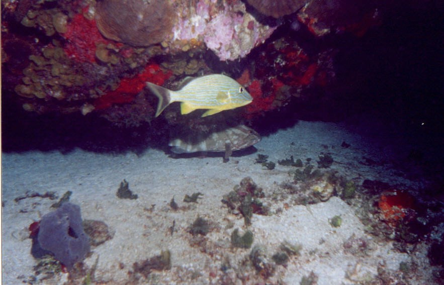 06_Chuckup_Reef-15.jpg