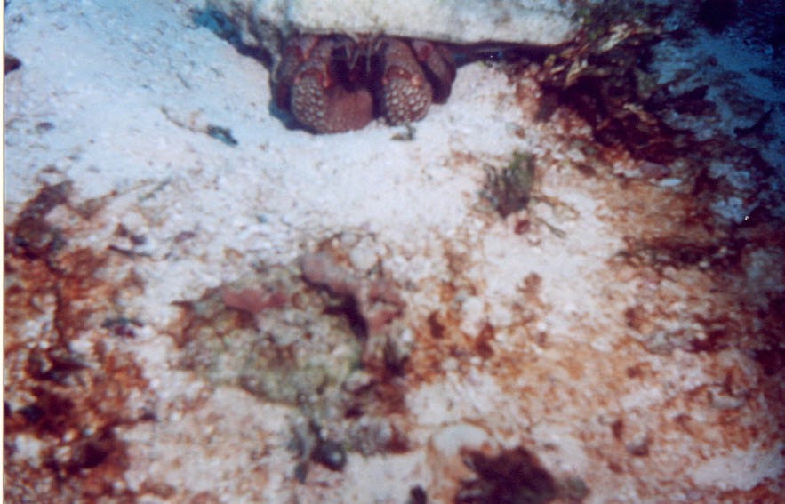 06_Chuckup_Reef-17.jpg