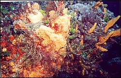 01_Columbia_Deep-06.jpg