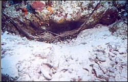 02_Delilah_Reef-03.jpg