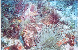 02_Delilah_Reef-06.jpg