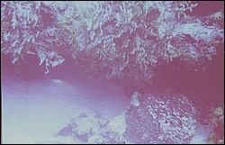 02_Delilah_Reef-Shark.jpg