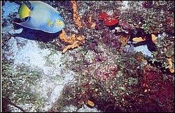 03_Georges_Reef-05.jpg
