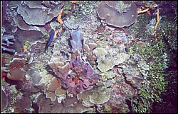 03_Georges_Reef-08.jpg