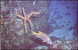 03_Georges_Reef-09.jpg
