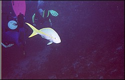 03_Georges_Reef-11.jpg