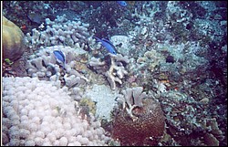 03_Georges_Reef-13.jpg