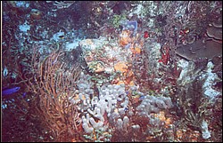 04_San_Francisco_Wall-03.jpg