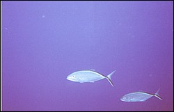 05_Delilah_Wall-02.jpg