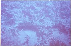 05_Delilah_Wall-Shark.jpg