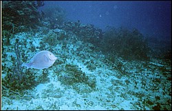 06_Chuckup_Reef-01.jpg