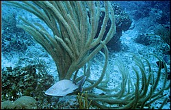 06_Chuckup_Reef-02.jpg