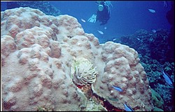 06_Chuckup_Reef-03.jpg