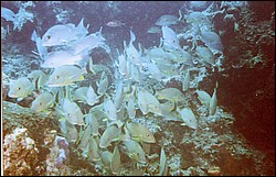 06_Chuckup_Reef-08.jpg