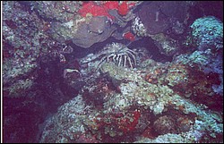 06_Chuckup_Reef-09.jpg