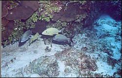 06_Chuckup_Reef-11.jpg