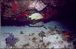 06_Chuckup_Reef-15.jpg