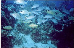 06_Chuckup_Reef-16.jpg