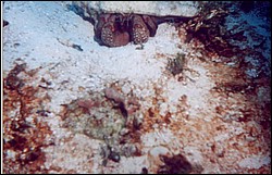 06_Chuckup_Reef-17.jpg