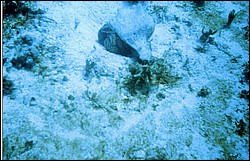 06_Chuckup_Reef-19.jpg