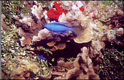 06_Chuckup_Reef-20.jpg