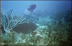 06_Chuckup_Reef-22.jpg