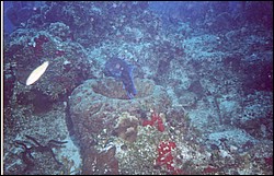 06_Chuckup_Reef-23.jpg
