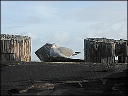 Image043.jpg
