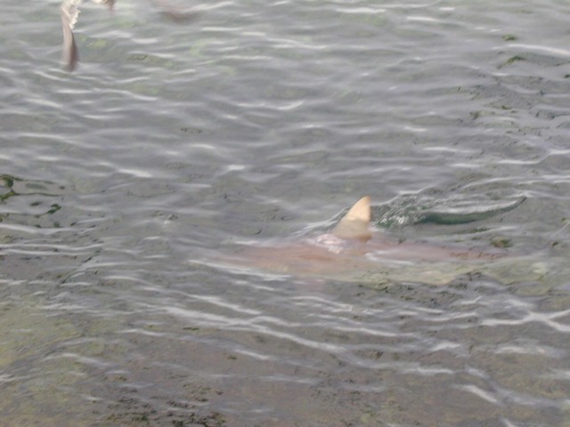 5900_06.jpg