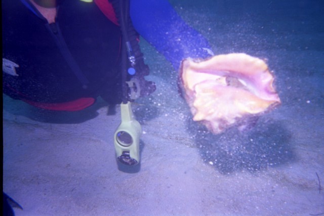 5938_0a.jpg