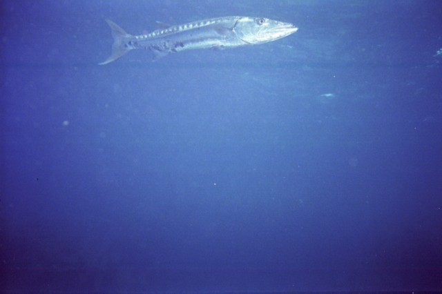 5942_00a.jpg