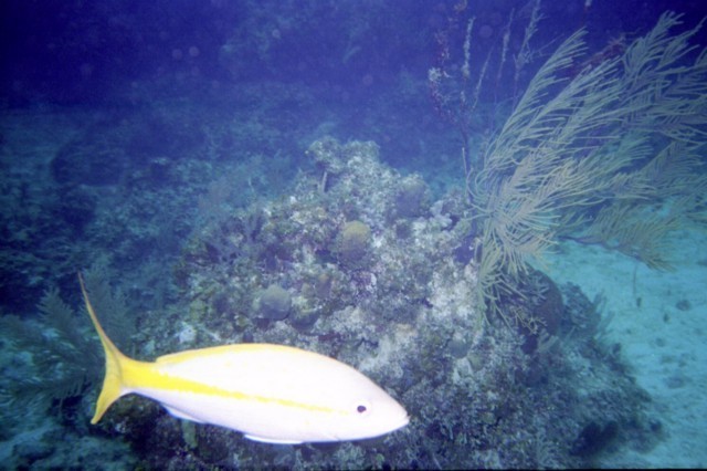 5942_01a.jpg