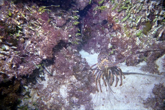 5942_05a.jpg